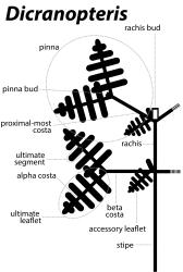 
  Terminology of Gleicheniaceae frond architecture: Dicranopteris.
 Image: L.R. Perrie © Te Papa 2014 CC BY-NC 3.0 NZ